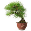Pinus thunbergii, 25 cm, ± 20 años, con un nebari de 7 cm