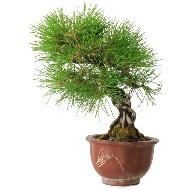 Pinus thunbergii, 25 cm, ± 20 jaar oud, met een nebari van 7 cm.