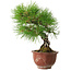 Pinus thunbergii, 25 cm, ± 20 años, con un nebari de 7 cm