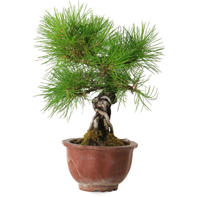 Pinus thunbergii, 25 cm, ± 20 years old, with a nebari of 7 cm
