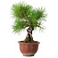 Pinus thunbergii, 25 cm, ± 20 años, con un nebari de 7 cm