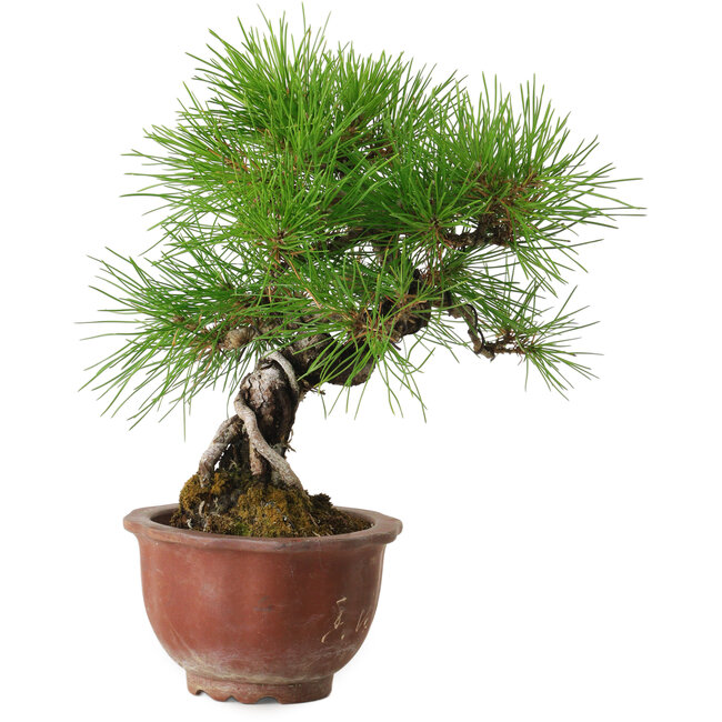 Pinus thunbergii, 25 cm, ± 20 ans, avec un nebari de 7 cm