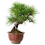 Pinus thunbergii, 25 cm, ± 20 years old, with a nebari of 7 cm