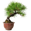 Pinus thunbergii, 25 cm, ± 20 jaar oud, met een nebari van 7 cm.