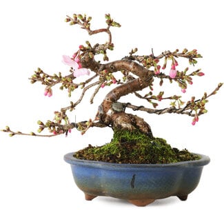 Prunus Sakura (pink), 18 cm, ± 12 years old