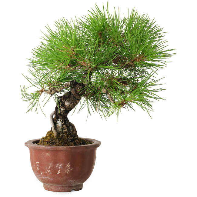 Pinus thunbergii, 25 cm, ± 20 ans, avec un nebari de 7 cm