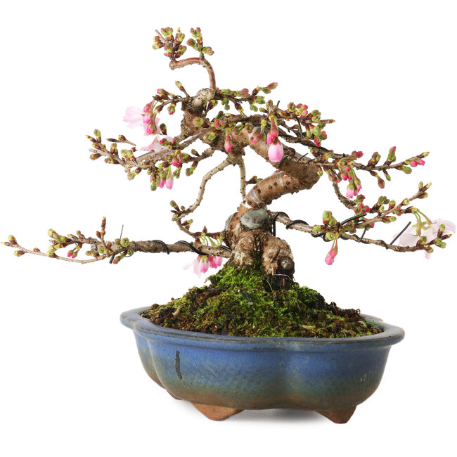 Prunus Sakura (rosa), 18 cm, ± 12 años, con un nebari de 5 cm