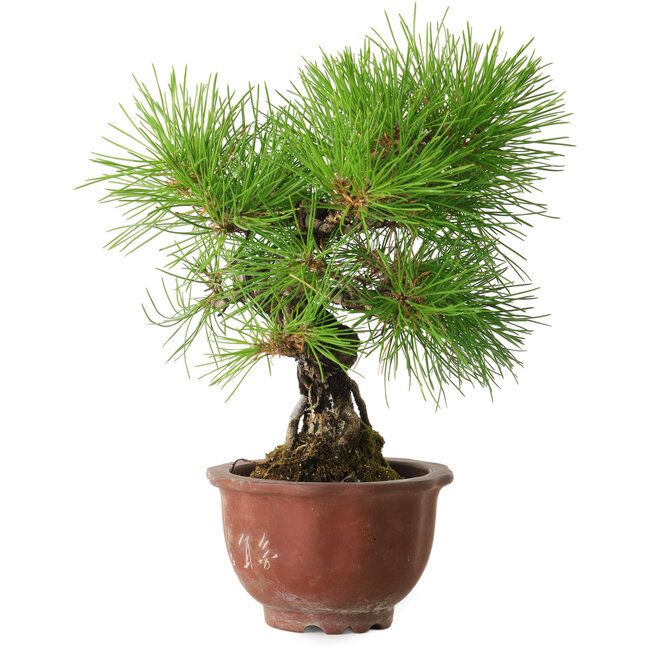 Pinus thunbergii, 25 cm, ± 20 jaar oud, met een nebari van 7 cm.