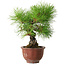 Pinus thunbergii, 25 cm, ± 20 anni, con un nebari di 7 cm
