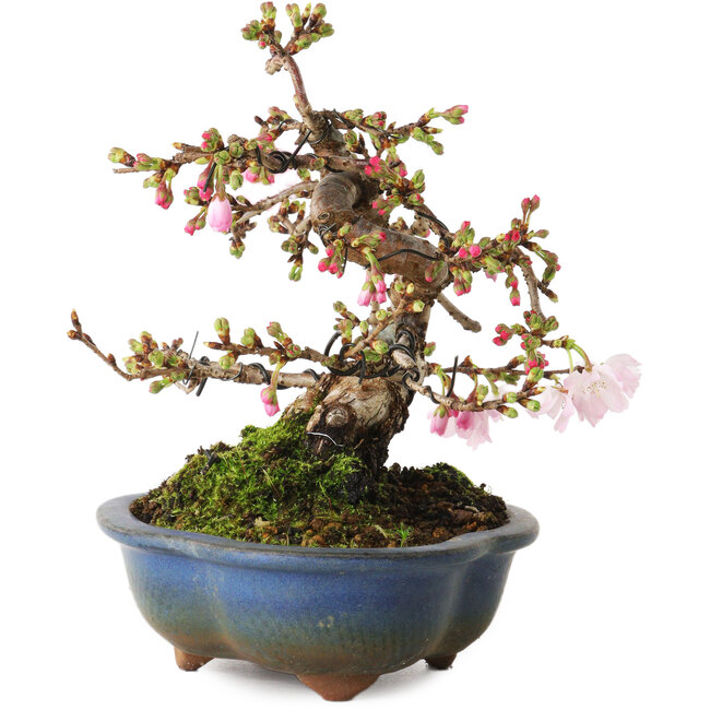 Prunus Sakura (rose), 18 cm, ± 12 ans, avec un nebari de 5 cm