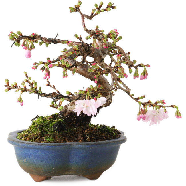 Prunus Sakura (rosa), 18 cm, ca. 12 Jahre alt, mit einem Wurzelansatz von 5 cm