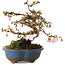 Prunus Sakura (rosa), 18 cm, ± 12 anni, con un nebari di 5 cm