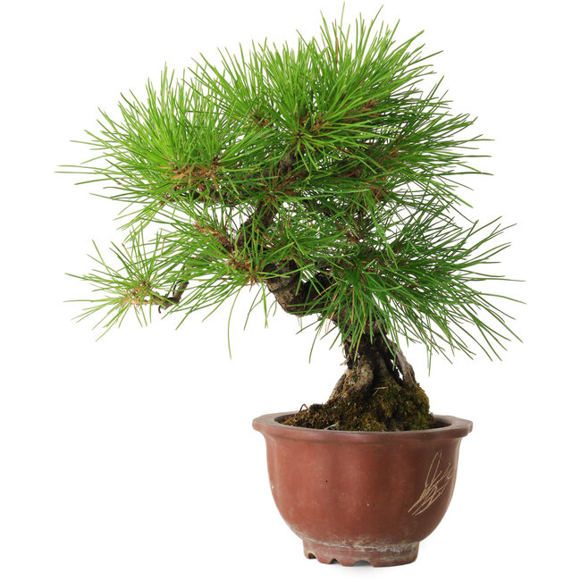 Pinus thunbergii, 25 cm, ± 20 jaar oud, met een nebari van 7 cm.