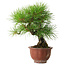 Pinus thunbergii, 25 cm, ± 20 jaar oud, met een nebari van 7 cm.