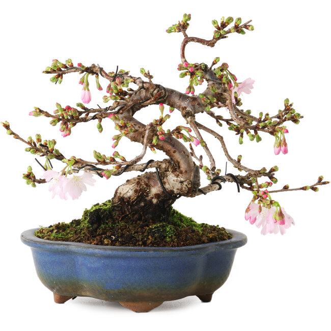 Prunus Sakura (rose), 18 cm, ± 12 ans, avec un nebari de 5 cm