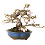 Prunus Sakura (rosa), 18 cm, ca. 12 Jahre alt, mit einem Wurzelansatz von 5 cm