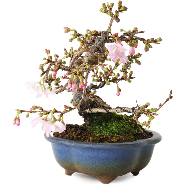Prunus Sakura (rosa), 18 cm, ± 12 anni, con un nebari di 5 cm