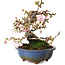 Prunus Sakura (rose), 18 cm, ± 12 ans, avec un nebari de 5 cm