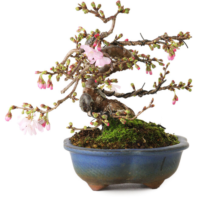 Prunus Sakura (roze), 18 cm, ± 12 jaar oud, met een nebari van 5 cm