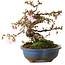 Prunus Sakura (rosa), 18 cm, ca. 12 Jahre alt, mit einem Wurzelansatz von 5 cm