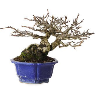 Shibakatsu Pyrus pyrifolia, 16 cm, ± 20 ans