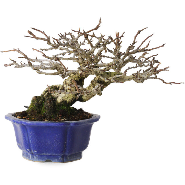 Pyrus pyrifolia, 16 cm, ± 20 anni, con un nebari di 9 cm, in un vaso giapponese fatto a mano da Shibakatsu