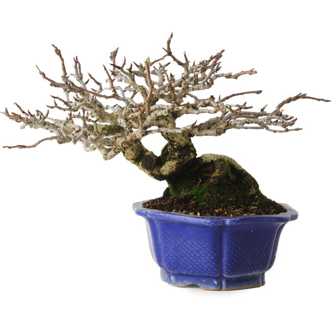 Pyrus pyrifolia, 16 cm, environ 20 ans, avec un nebari de 9 cm, dans un pot japonais fait main par Shibakatsu