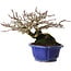 Pyrus pyrifolia, 16 cm, ± 20 years old, with a nebari of 9 cm, in a handmade Japanese pot by Shibakatsu