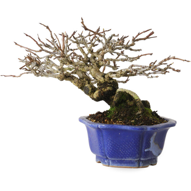 Pyrus pyrifolia, 16 cm, ± 20 years old, with a nebari of 9 cm, in a handmade Japanese pot by Shibakatsu