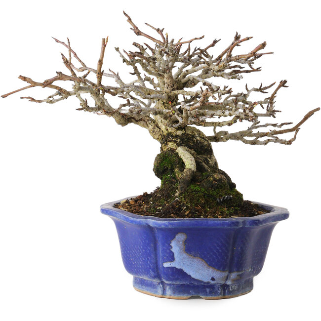 Pyrus pyrifolia, 16 cm, ± 20 anni, con un nebari di 9 cm, in un vaso giapponese fatto a mano da Shibakatsu