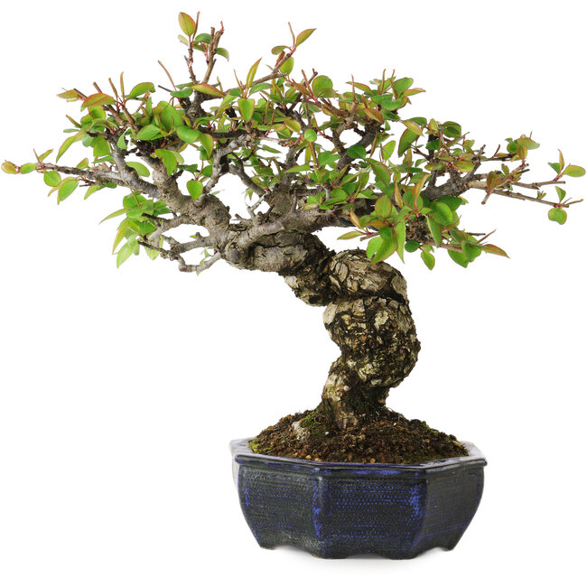 Pyrus pyrifolia, 23 cm, ± 20 jaar oud, met een nebari van 7 cm, in een handgemaakte Europese pot.