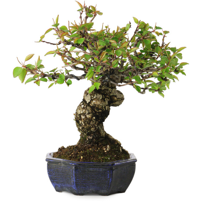 Pyrus pyrifolia, 23 cm, ± 20 anni, con un nebari di 7 cm, in un vaso europeo fatto a mano