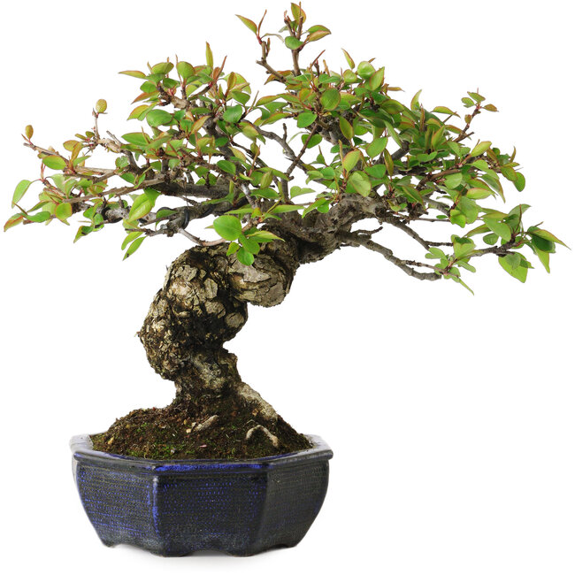 Pyrus pyrifolia, 23 cm, ± 20 years old, with a nebari of 7 cm, in a handmade European pot