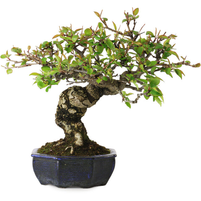 Pyrus pyrifolia, 23 cm, ± 20 jaar oud, met een nebari van 7 cm, in een handgemaakte Europese pot.