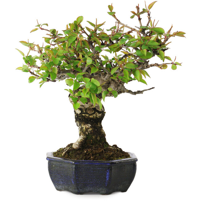 Pyrus pyrifolia, 23 cm, ± 20 anni, con un nebari di 7 cm, in un vaso europeo fatto a mano