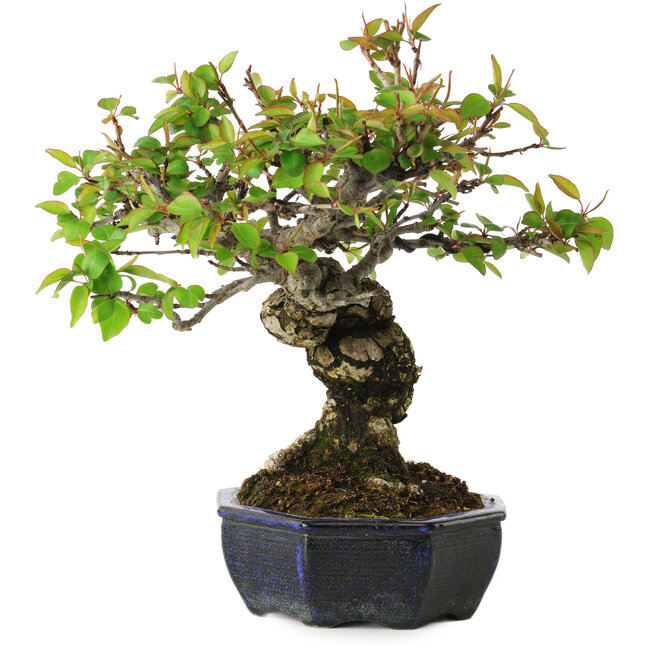 Pyrus pyrifolia, 23 cm, ± 20 años, con un nebari de 7 cm, en maceta europea hecha a mano