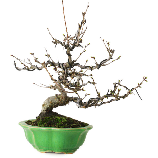 Prunus Sakura (roze), 28 cm, ± 15 jaar oud, met een nebari van 8 cm, in een handgemaakte Japanse pot van Eime Yozan.
