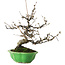 Prunus Sakura (rosa), 28 cm, ± 15 anni, con un nebari di 8 cm, in un vaso giapponese fatto a mano da Eime Yozan
