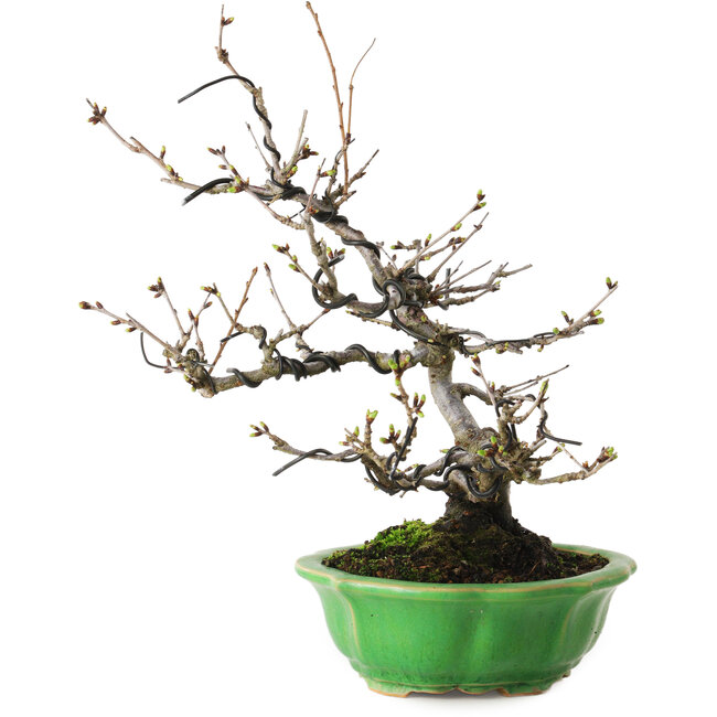 Prunus Sakura (rosa), 28 cm, ± 15 anni, con un nebari di 8 cm, in un vaso giapponese fatto a mano da Eime Yozan