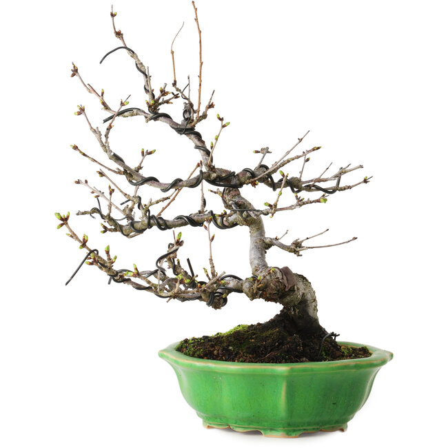 Prunus Sakura (roze), 28 cm, ± 15 jaar oud, met een nebari van 8 cm, in een handgemaakte Japanse pot van Eime Yozan.