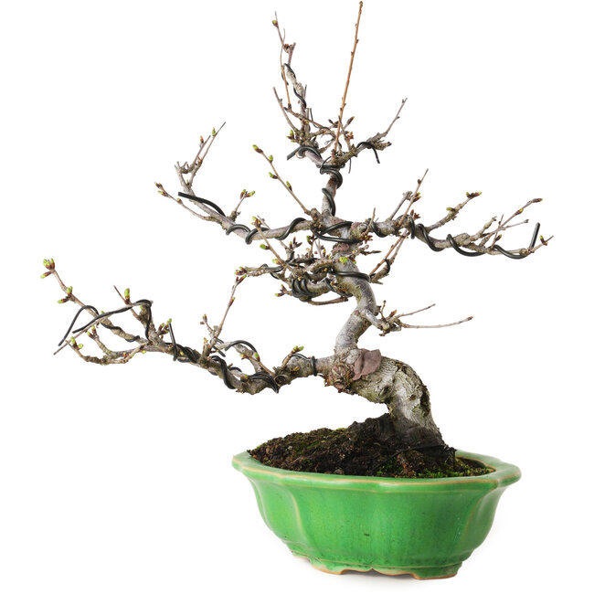 Prunus Sakura (rosa), 28 cm, ± 15 anni, con un nebari di 8 cm, in un vaso giapponese fatto a mano da Eime Yozan