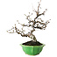 Prunus Sakura (rosa), 28 cm, ± 15 anni, con un nebari di 8 cm, in un vaso giapponese fatto a mano da Eime Yozan