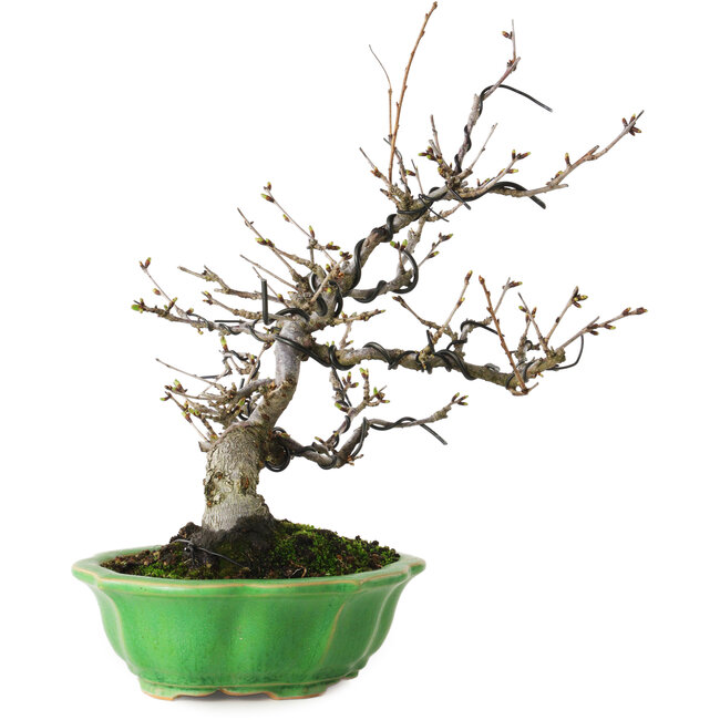 Prunus Sakura (rosa), 28 cm, ± 15 anni, con un nebari di 8 cm, in un vaso giapponese fatto a mano da Eime Yozan