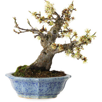 Eime Yozan Prunus mume white, 21 cm, ± 15 Jahre alt