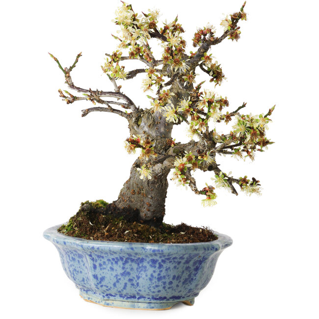 Witte Prunus mume, 21 cm, ± 15 jaar oud, met een nebari van 9 cm, in een handgemaakte Japanse pot van Eime Yozan.
