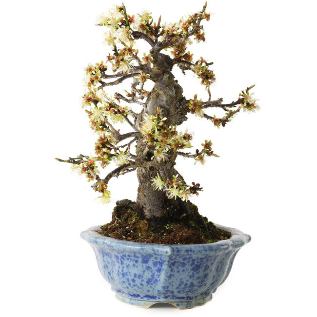 Witte Prunus mume, 21 cm, ± 15 jaar oud, met een nebari van 9 cm, in een handgemaakte Japanse pot van Eime Yozan.