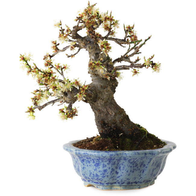 Prunus mume blanco, 21 cm, ± 15 años, con un nebari de 9 cm, en una maceta japonesa hecha a mano por Eime Yozan