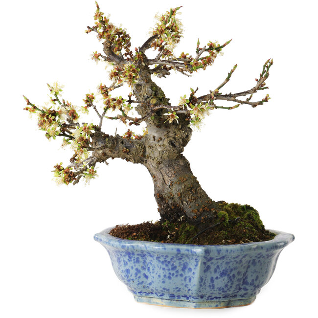 Prunus mume bianco, 21 cm, ± 15 anni, con un nebari di 9 cm, in un vaso giapponese fatto a mano da Eime Yozan