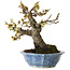 Prunus mume white, 21 cm, ± 15 years old, with a nebari of 9 cm, in a handmade Japanese pot by Eime Yozan