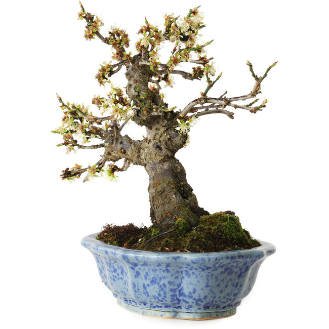 Prunus mume blanco, 21 cm, ± 15 años, con un nebari de 9 cm, en una maceta japonesa hecha a mano por Eime Yozan
